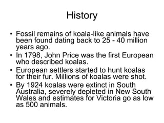 History Fossil remains of koala-like animals have been found dating back to 25 - 40 million years ago. In 1798, John Price was the first European who described koalas. European settlers started to hunt koalas for their fur. Millions of koalas were shot. By 1924 koalas were extinct in South Australia, severely depleted in New South Wales and estimates for Victoria go as low as 500 animals. 