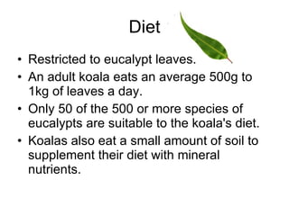 Diet Restricted to eucalypt leaves.  An adult koala eats an average 500g to 1kg of leaves a day.  Only 50 of the 500 or more species of eucalypts are suitable to the koala's diet.  Koalas also eat a small amount of soil to supplement their diet with mineral nutrients.  