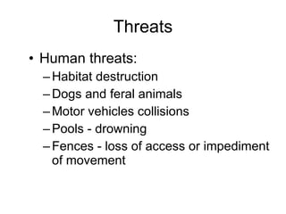 Threats Human threats:   Habitat destruction Dogs and feral animals Motor vehicles collisions  Pools - drowning Fences - loss of access or impediment of movement  