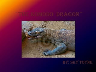 ~The Komodo Dragon~




             By: Sky Toyne
 