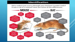 Lab Rat Features The laboratory rat | PPTX