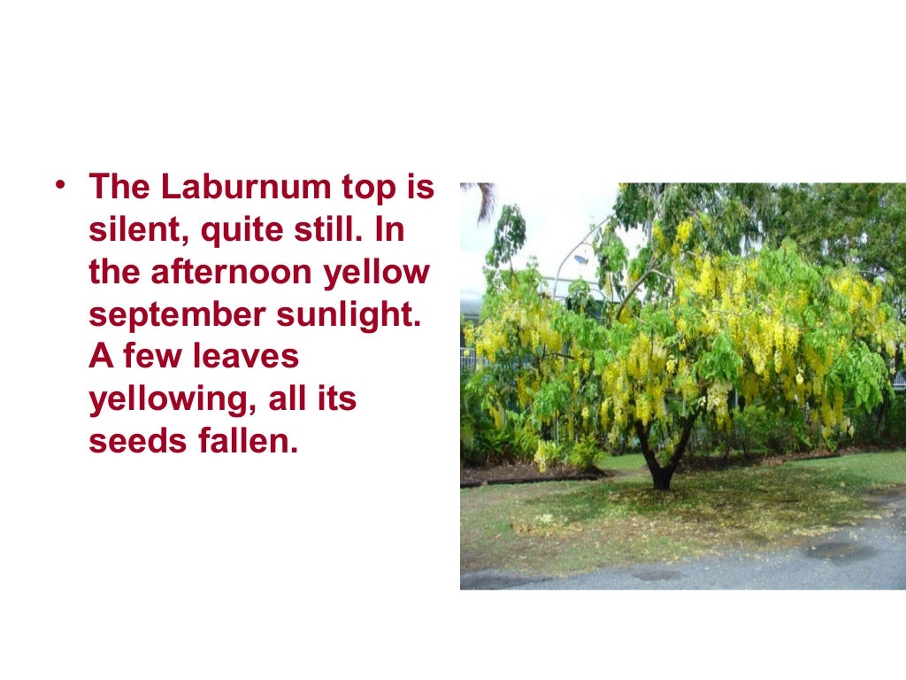 The Laburnum Top