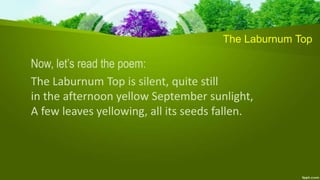 The Laburnum Top
Now, let’s read the poem:
The Laburnum Top is silent, quite still
in the afternoon yellow September sunlight,
A few leaves yellowing, all its seeds fallen.
 