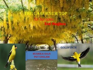 The Laburnum Top
/ləˈbəːnəm/
Ted Hughes
Goldfinch
MUSHIKA RAJU
PGT ENGLISH
 