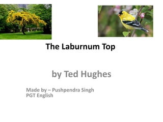 The Laburnum Top
by Ted Hughes
Made by – Pushpendra Singh
PGT English
 