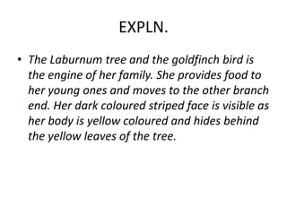 EXPLN.
• The Laburnum tree and the goldfinch bird is
the engine of her family. She provides food to
her young ones and moves to the other branch
end. Her dark coloured striped face is visible as
her body is yellow coloured and hides behind
the yellow leaves of the tree.
 