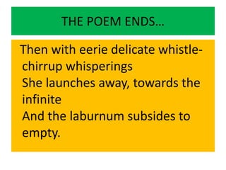 THE POEM ENDS…
Then with eerie delicate whistle-
chirrup whisperings
She launches away, towards the
infinite
And the laburnum subsides to
empty.
 