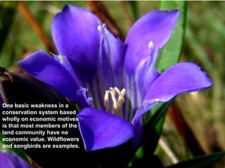 One basic weakness in a
conservation system based
wholly on economic motives
is that most members of the
land community have no
economic value. Wildflowers
and songbirds are examples.
 
