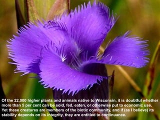 Of the 22,000 higher plants and animals native to Wisconsin, it is doubtful whether
more than 5 per cent can be sold, fed, eaten, or otherwise put to economic use.
Yet these creatures are members of the biotic community, and if (as I believe) its
stability depends on its integrity, they are entitled to continuance.
 