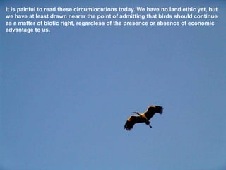 It is painful to read these circumlocutions today. We have no land ethic yet, but
we have at least drawn nearer the point of admitting that birds should continue
as a matter of biotic right, regardless of the presence or absence of economic
advantage to us.
 