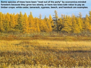 Some species of trees have been "read out of the party" by economics-minded
foresters because they grow too slowly, or have too Iowa sale value to pay as
timber crops: white cedar, tamarack, cypress, beech, and hemlock are examples.
 