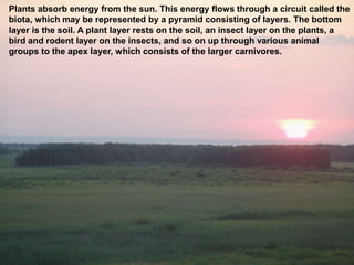 Plants absorb energy from the sun. This energy flows through a circuit called the
biota, which may be represented by a pyramid consisting of layers. The bottom
layer is the soil. A plant layer rests on the soil, an insect layer on the plants, a
bird and rodent layer on the insects, and so on up through various animal
groups to the apex layer, which consists of the larger carnivores.
 