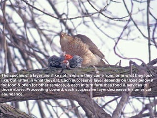 The species of a layer are alike not in where they came from, or in what they look
like, but rather in what they eat. Each successive layer depends on those below it
for food & often for other services, & each in turn furnishes food & services to
those above. Proceeding upward, each successive layer decreases in numerical
abundance.
 