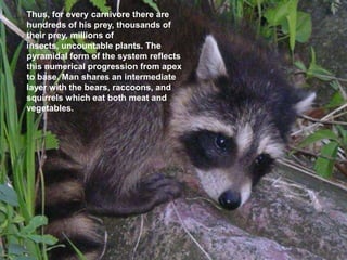 Thus, for every carnivore there are
hundreds of his prey, thousands of
their prey, millions of
insects, uncountable plants. The
pyramidal form of the system reflects
this numerical progression from apex
to base. Man shares an intermediate
layer with the bears, raccoons, and
squirrels which eat both meat and
vegetables.
 