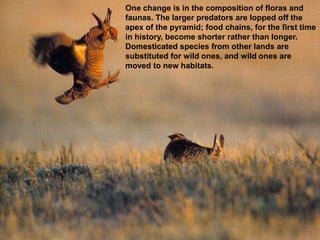 One change is in the composition of floras and
faunas. The larger predators are lopped off the
apex of the pyramid; food chains, for the first time
in history, become shorter rather than longer.
Domesticated species from other lands are
substituted for wild ones, and wild ones are
moved to new habitats.
 