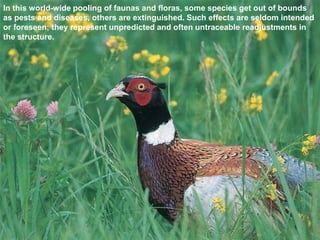 In this world-wide pooling of faunas and floras, some species get out of bounds
as pests and diseases, others are extinguished. Such effects are seldom intended
or foreseen; they represent unpredicted and often untraceable readjustments in
the structure.
 