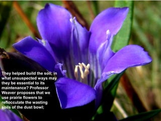 They helped build the soil; in
what unsuspected ways may
they be essential to its
maintenance? Professor
Weaver proposes that we
use prairie flowers to
reflocculate the wasting
soils of the dust bowl;
 