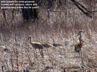 who knows for what purpose
cranes and condors, otters and
grizzlies may some day be used?
 