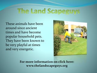These animals have been
around since ancient
times and have become
popular household pets.
They have been known to
be very playful at times
and very energetic.
For more information on click here:
www.thelandscapeguys.org
 