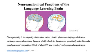 Neuroanatomical Functions of the
Language Learning Brain
(Anmum, 2013)
Neuroplasticity is the capacity of already existent circuits of neurons to forge whole new
pathways among themselves. Because of this plasticity, humans are genetically poised to make
novel neuronal connections (Wolf, et al., 2009) as a result of environmental experiences.
ozella.brundidge@gmail.com 4/13/2017 1
 