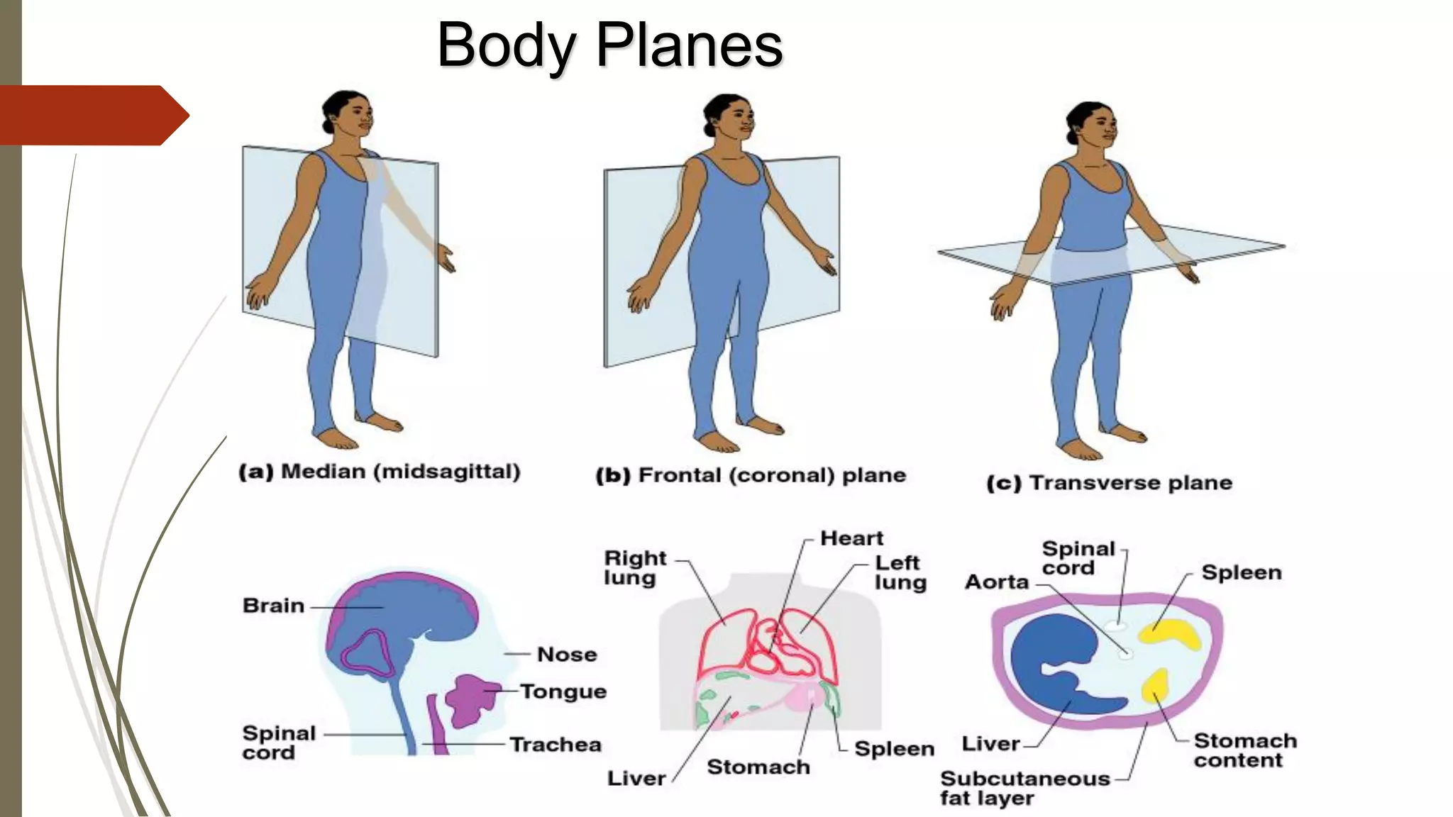 Body Planes
 