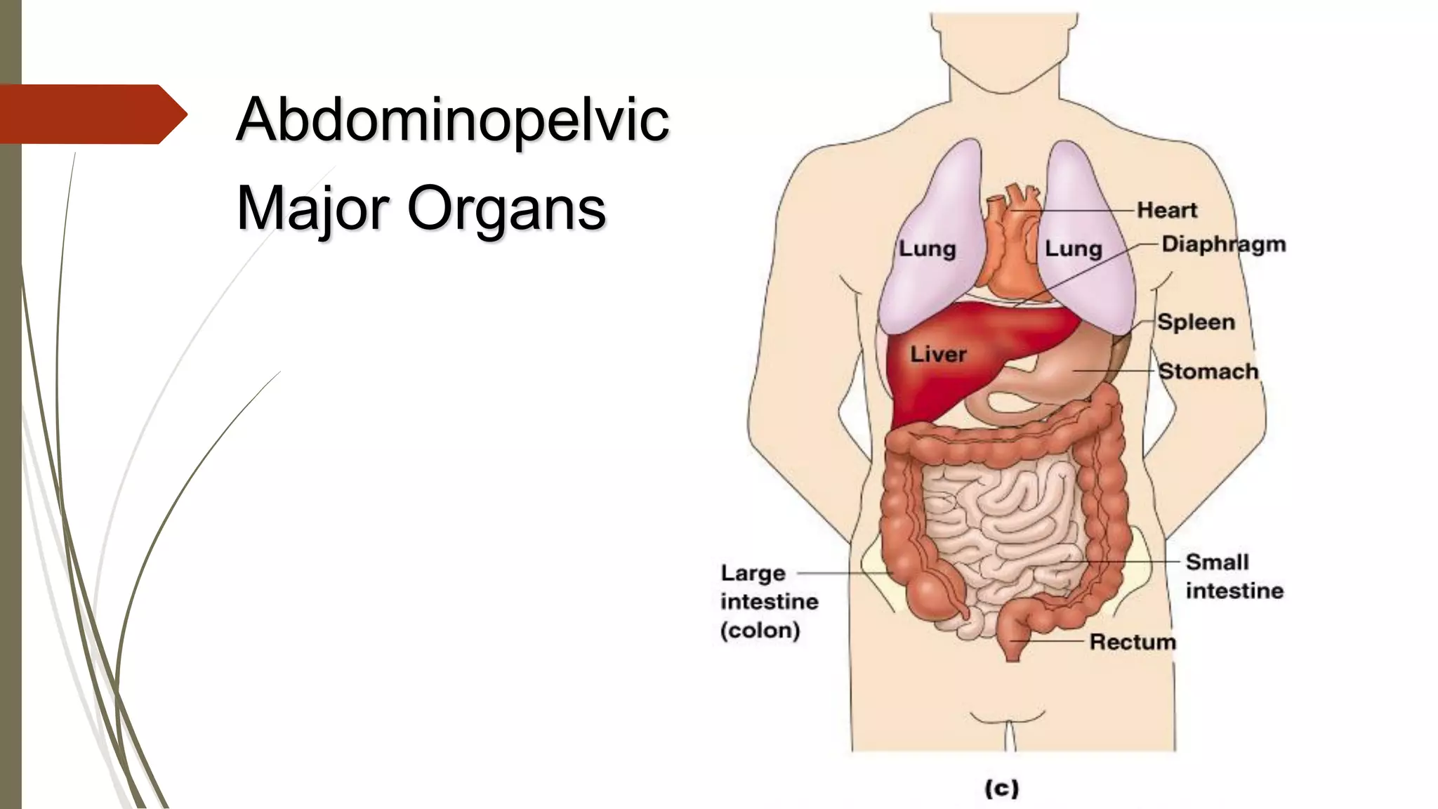 Abdominopelvic
Major Organs
 