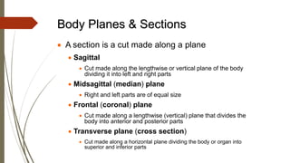 • A section is a cut made along a plane
• Sagittal
• Cut made along the lengthwise or vertical plane of the body
dividing it into left and right parts
• Midsagittal (median) plane
• Right and left parts are of equal size
• Frontal (coronal) plane
• Cut made along a lengthwise (vertical) plane that divides the
body into anterior and posterior parts
• Transverse plane (cross section)
• Cut made along a horizontal plane dividing the body or organ into
superior and inferior parts
Body Planes & Sections
 