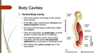 2. Ventral Body Cavity
• The more anterior and larger of the closed
body cavities
• It has two major subdivisions, thoracic and
abdominopelvic cavities
• It houses internal organs collectively called
the viscera
• They are separated by diaphragm, a dome-
shaped muscle important in breathing
• The abdominopelvic cavity, as its name
suggests, has two parts not physically
separated by a muscular or membrane wall
• The inferior part, pelvic cavity, lies in the
bony pelvis
Body Cavities
 