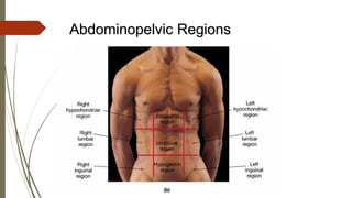 Abdominopelvic Regions
 