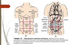 The language of anatomy.pdf