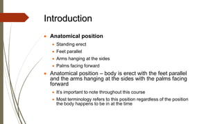 • Anatomical position
• Standing erect
• Feet parallel
• Arms hanging at the sides
• Palms facing forward
• Anatomical position – body is erect with the feet parallel
and the arms hanging at the sides with the palms facing
forward
• It’s important to note throughout this course
• Most terminology refers to this position regardless of the position
the body happens to be in at the time
Introduction
 