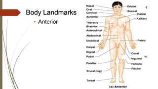 Body Landmarks
• Anterior
 