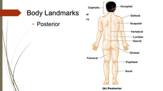 Body Landmarks
• Posterior
 