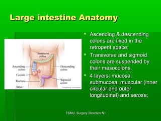 Large Intestine Resection The large intestine | PPT