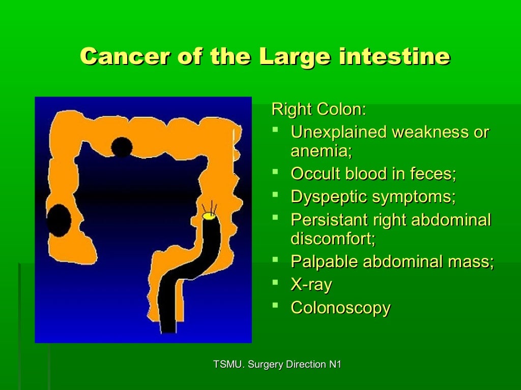 The large intestine