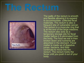 The walls of the rectum is smooth
and flexible allowing it to expand
to accommodate collected fecal
materials. The rectum is also a
frequent site of vulnerable cancer.
The rectum is a muscular ring that
is at the end of the large intestine.
The rectum also acts as a
temporary storage site for fecal
matter before it is eliminated from
the body. The food we eat is then
broken down and nutrients are
absorbed in the stomach. Fecal
matter is made up of digestive
juices, bacteria, and fiber
continues to move into the
rectum. The rectum holds the
feces until you push it out of your
body.
 