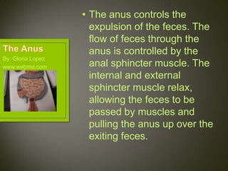 • The anus controls the
                     expulsion of the feces. The
                     flow of feces through the
                     anus is controlled by the
By: Gloria Lopez
www.webmd.com        anal sphincter muscle. The
                     internal and external
                     sphincter muscle relax,
                     allowing the feces to be
                     passed by muscles and
                     pulling the anus up over the
                     exiting feces.
 