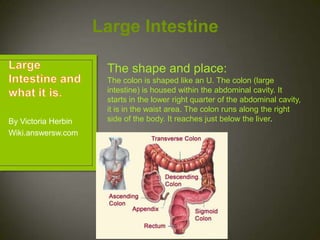 Large Intestine

                      The shape and place:
                      The colon is shaped like an U. The colon (large
                      intestine) is housed within the abdominal cavity. It
                      starts in the lower right quarter of the abdominal cavity,
                      it is in the waist area. The colon runs along the right
By Victoria Herbin    side of the body. It reaches just below the liver.
Wiki.answersw.com
 