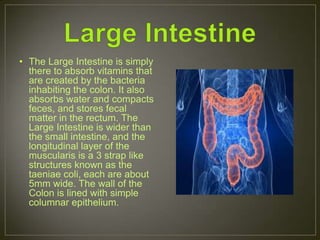 • The Large Intestine is simply
  there to absorb vitamins that
  are created by the bacteria
  inhabiting the colon. It also
  absorbs water and compacts
  feces, and stores fecal
  matter in the rectum. The
  Large Intestine is wider than
  the small intestine, and the
  longitudinal layer of the
  muscularis is a 3 strap like
  structures known as the
  taeniae coli, each are about
  5mm wide. The wall of the
  Colon is lined with simple
  columnar epithelium.
 