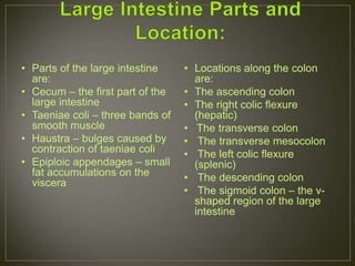 • Parts of the large intestine    • Locations along the colon
  are:                              are:
• Cecum – the first part of the   • The ascending colon
  large intestine                 • The right colic flexure
• Taeniae coli – three bands of     (hepatic)
  smooth muscle                   • The transverse colon
• Haustra – bulges caused by      • The transverse mesocolon
  contraction of taeniae coli     • The left colic flexure
• Epiploic appendages – small       (splenic)
  fat accumulations on the        • The descending colon
  viscera
                                  • The sigmoid colon – the v-
                                    shaped region of the large
                                    intestine
 
