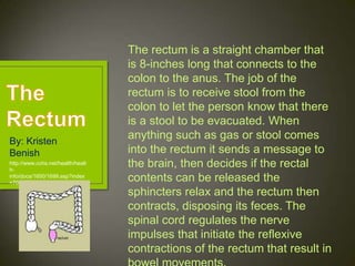 The rectum is a straight chamber that
                                   is 8-inches long that connects to the
                                   colon to the anus. The job of the
                                   rectum is to receive stool from the
                                   colon to let the person know that there
                                   is a stool to be evacuated. When
By: Kristen
                                   anything such as gas or stool comes
Benish                             into the rectum it sends a message to
http://www.cchs.net/health/healt
h-
                                   the brain, then decides if the rectal
info/docs/1600/1699.asp?index
=7041
                                   contents can be released the
                                   sphincters relax and the rectum then
                                   contracts, disposing its feces. The
                                   spinal cord regulates the nerve
                                   impulses that initiate the reflexive
                                   contractions of the rectum that result in
 