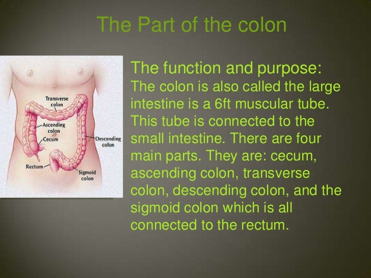 The large intestine to the anus