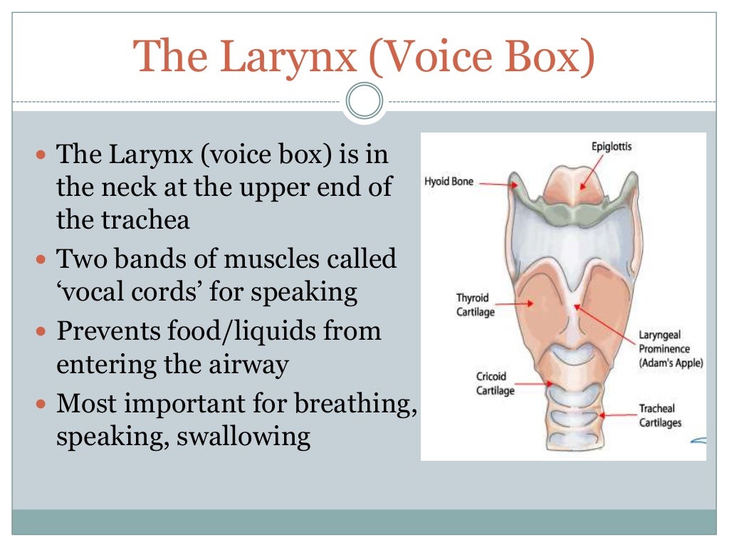 The laryngectomy patient