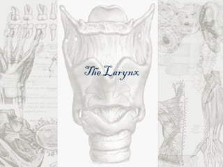 The Larynx 