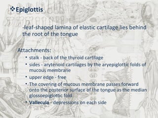 Epiglottis -leaf-shaped lamina of elastic cartilage lies behind the root of the tongue Attachments: stalk - back of the thyroid cartilage  sides - arytenoid cartilages by the aryepiglottic folds of mucous membrane upper edge - free  The covering of mucous membrane passes forward onto the posterior surface of the tongue as the median glossoepiglottic fold Vallecula  - depressions on each side 