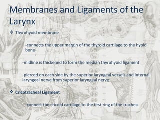 Membranes and Ligaments of the Larynx Thyrohyoid membrane -connects the upper margin of the thyroid cartilage to the hyoid  bone -midline is thickened to form the median thyrohyoid ligament  -pierced on each side by the superior laryngeal vessels and internal laryngeal nerve from superior laryngeal nerve Cricotracheal Ligament -connect the cricoid cartilage to the first ring of the trachea 