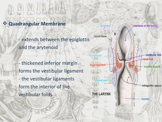 Quadrangular Membrane - extends between the epiglottis  and the arytenoid - thickened inferior margin  forms the vestibular ligament  - the vestibular ligaments  form the interior of the  vestibular folds 