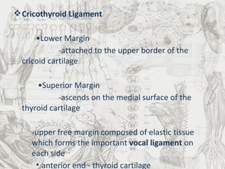 Cricothyroid Ligament • Lower Margin -attached to the upper border of the cricoid cartilage  • Superior Margin -ascends on the medial surface of the thyroid cartilage -upper free margin composed of elastic tissue which forms the important  vocal ligament  on each side anterior end - thyroid cartilage posterior end - arytenoid cartilage -vocal ligaments form the interior of the  vocal folds (vocal cords) 