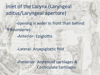 Inlet of the Larynx (Laryngeal aditus/Laryngeal aperture) -opening is wider in front than behind Boundaries:   • Anterior- Epiglottis    • Lateral- Aryepiglottic fold   • Posterior- Arytenoid cartilages &     Corniculate cartilages 