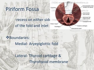 Piriform Fossa -recess on either side  of the fold and inlet Boundaries: Medial- Aryepiglottic fold Lateral- Thyroid cartilage &   Thyrohyoid membrane 